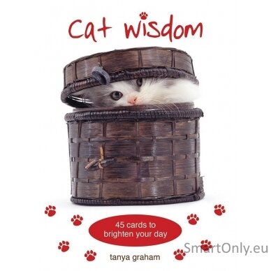 Cat Wisdom kortos Blue Angel 6