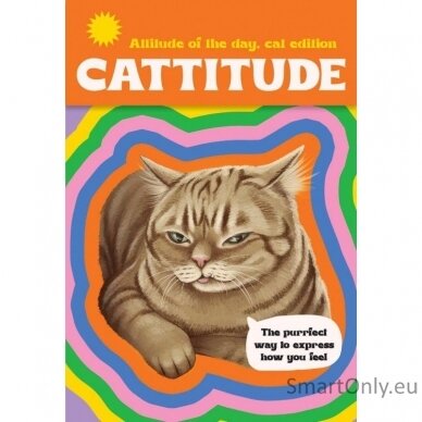 Cattitude kortos Rockpool Publishing 1